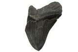Partial Fossil Megalodon Tooth - South Carolina #339297-1